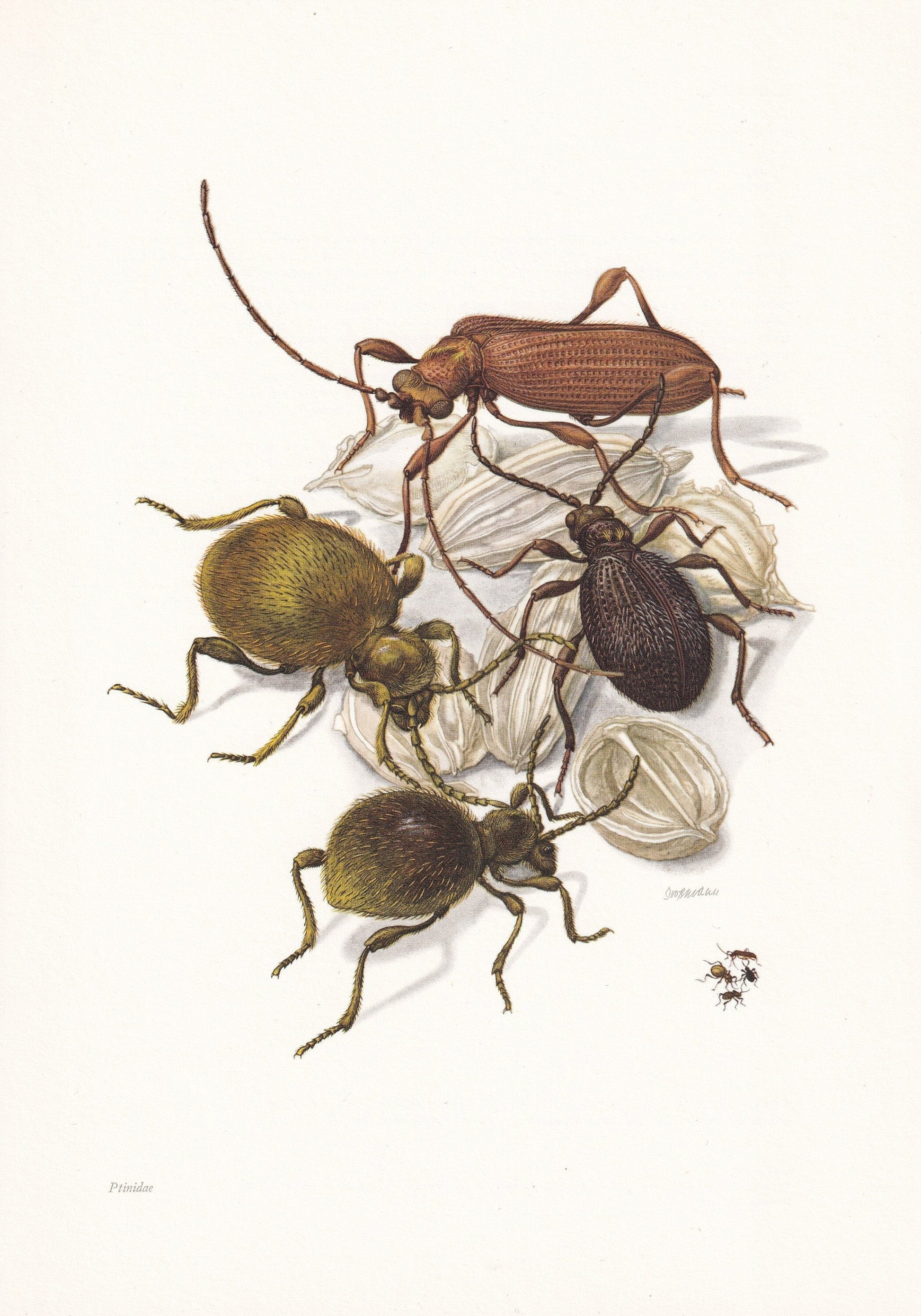 1960 SPIDER BEETLE Print - Vintage Insect Print - Bugs Illustration - Insect Wall Art - Vintage Entomology Print - 7.5 x 10.6