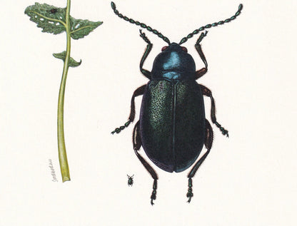 1960 STRIPED FLEA BEETLE Print - Vintage Insect Print - Bugs Illustration - Insect Wall Art - Vintage Entomology Print - 7.5 