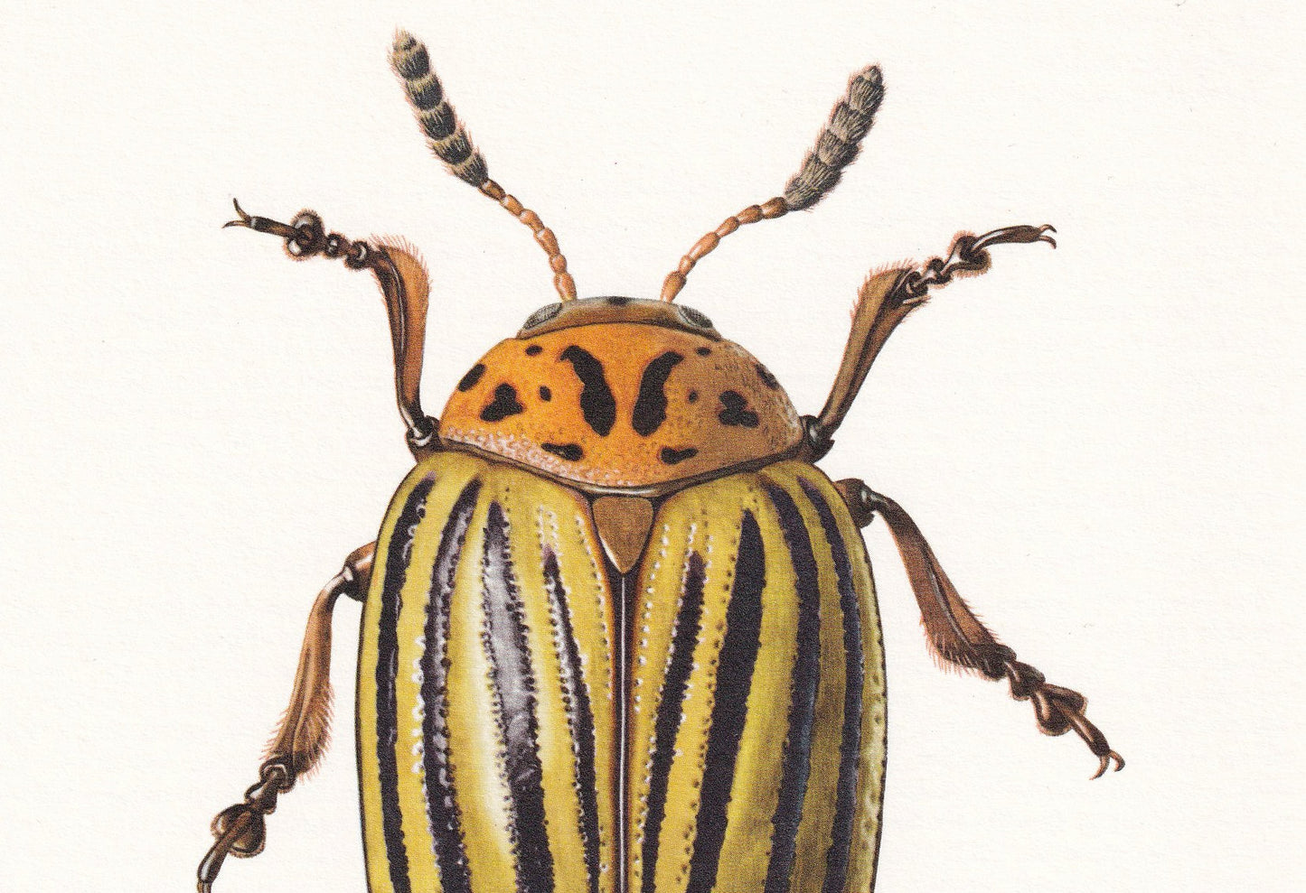 1960 COLORADO POTATO BEETLE Print - Vintage Insect Print - Bugs Illustration - Insect Wall Art - Vintage Entomology Print - 6