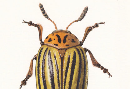 1960 COLORADO POTATO BEETLE Print - Vintage Insect Print - Bugs Illustration - Insect Wall Art - Vintage Entomology Print - 6