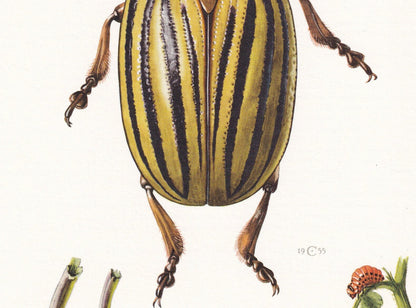 1960 COLORADO POTATO BEETLE Print - Vintage Insect Print - Bugs Illustration - Insect Wall Art - Vintage Entomology Print - 6