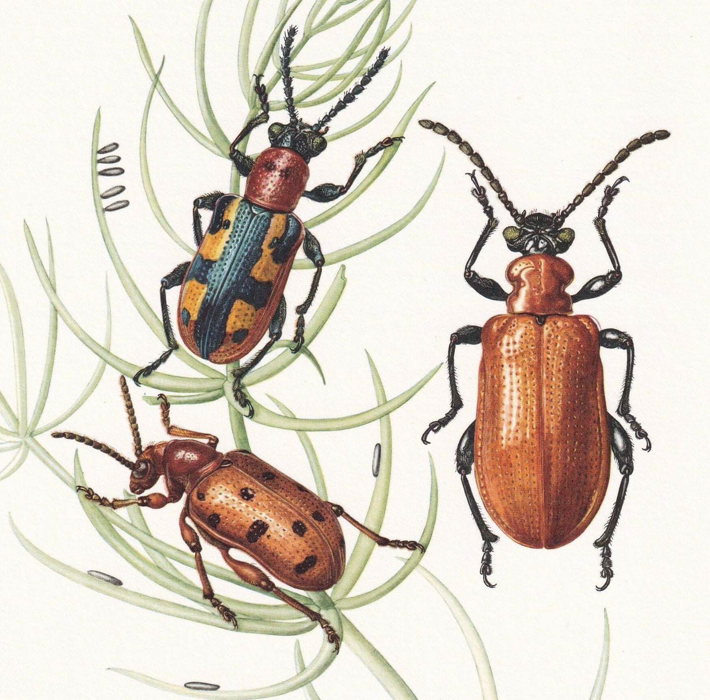 1960 ASPARAGUS BEETLE & Scarlet Lily Beetle Print - Vintage Insect Print - Insect Wall Art - Vintage Entomology Print - 7.5 x