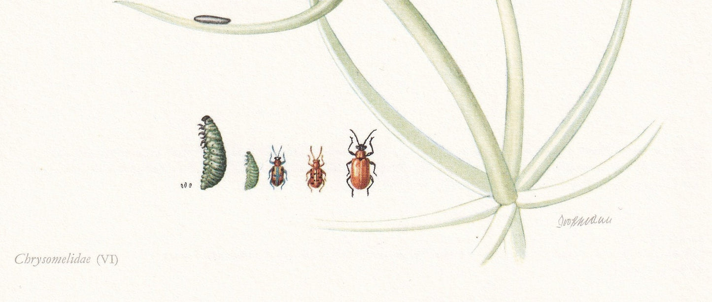 1960 ASPARAGUS BEETLE & Scarlet Lily Beetle Print - Vintage Insect Print - Insect Wall Art - Vintage Entomology Print - 7.5 x