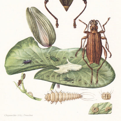 1960 LEAF BEETLE Print - Vintage Insect Print - Bugs Illustration - Insect Wall Art - Vintage Entomology Print - 7.5 x 10.6 I