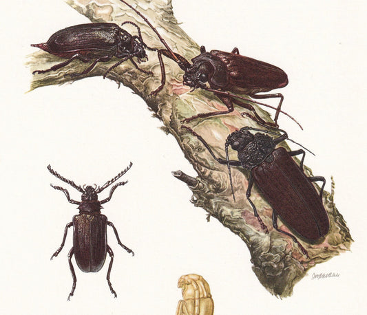 1960 TANNER BEETLE & Longhorn Beetle Print - Vintage Insect Print - Insect Wall Art - Vintage Entomology Print - 7.5 x 10.6 I