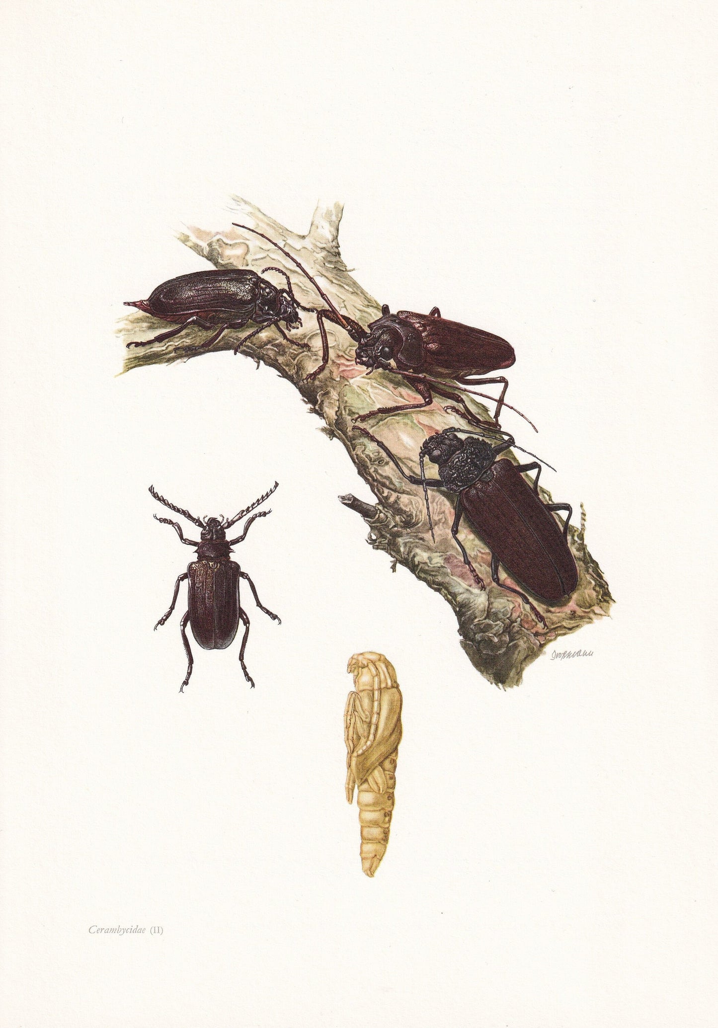 1960 TANNER BEETLE & Longhorn Beetle Print - Vintage Insect Print - Insect Wall Art - Vintage Entomology Print - 7.5 x 10.6 I