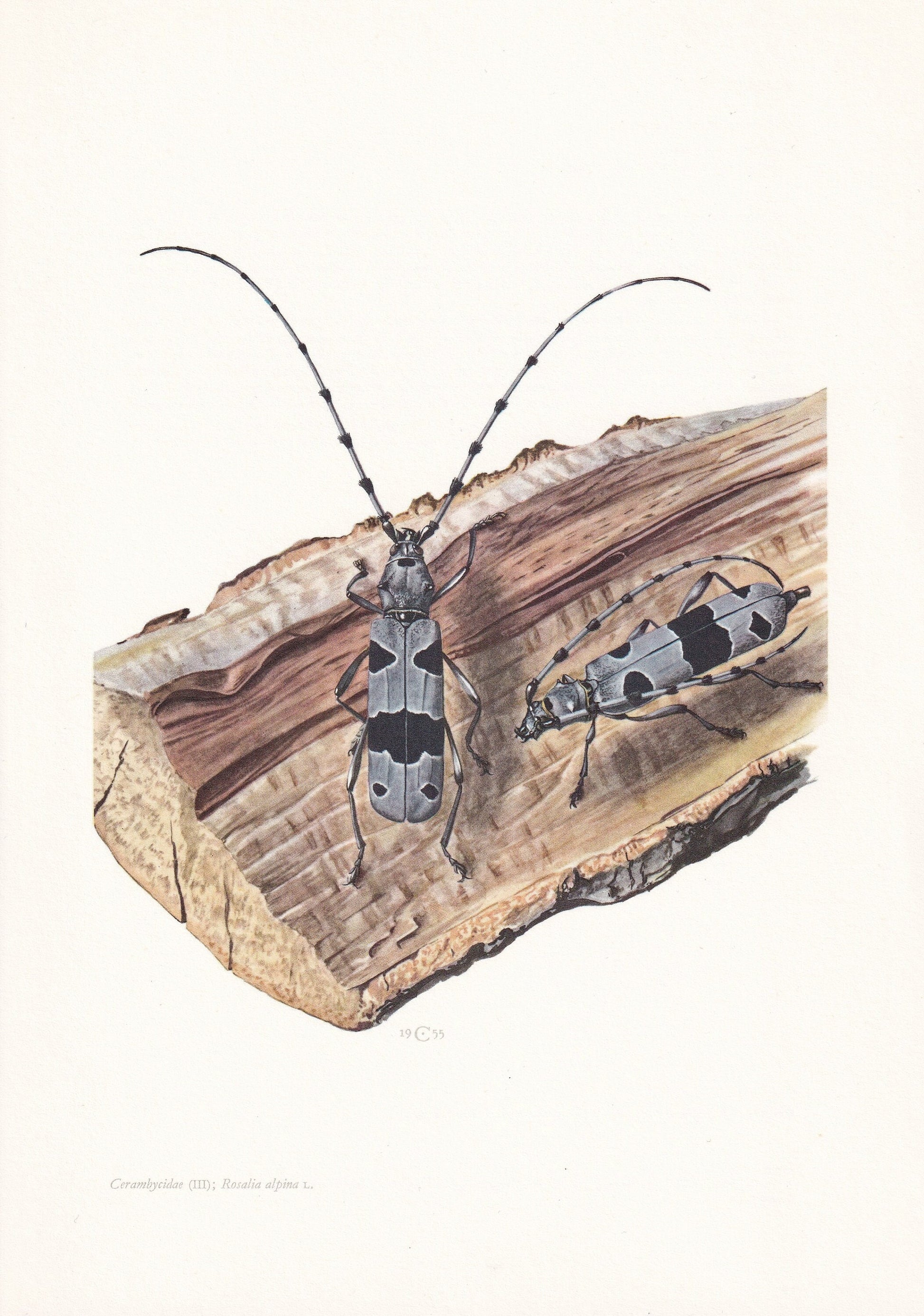 1960 ROSALIA LONGICORN BEETLE Print - Vintage Insect Print - Bugs Illustration - Insect Wall Art - Vintage Entomology Print -