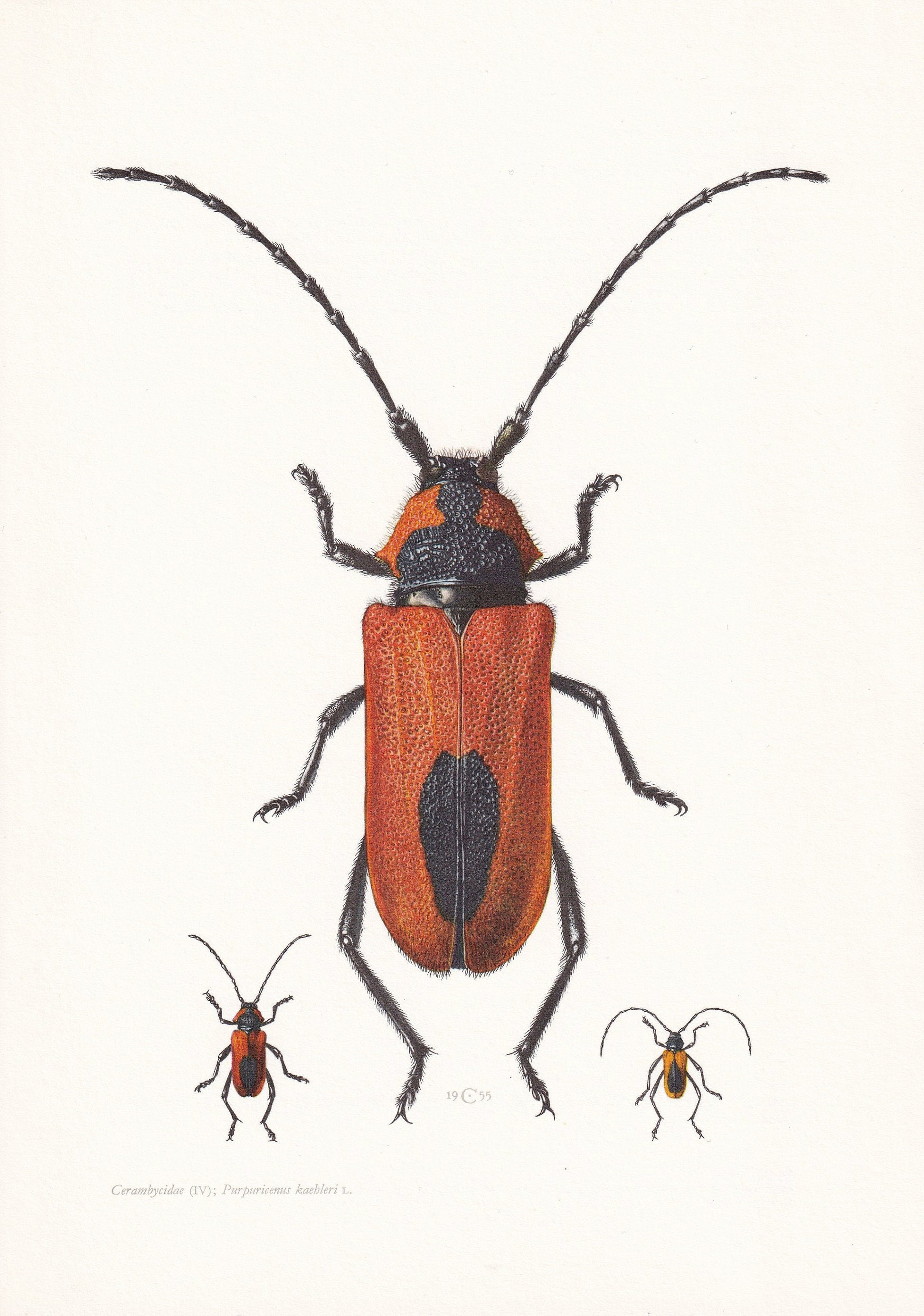 1960 LONGHORN BEETLE Print - Purpuricenus Kaehleri - Vintage Insect Print - Insect Wall Art - Vintage Entomology Print - 7.5 