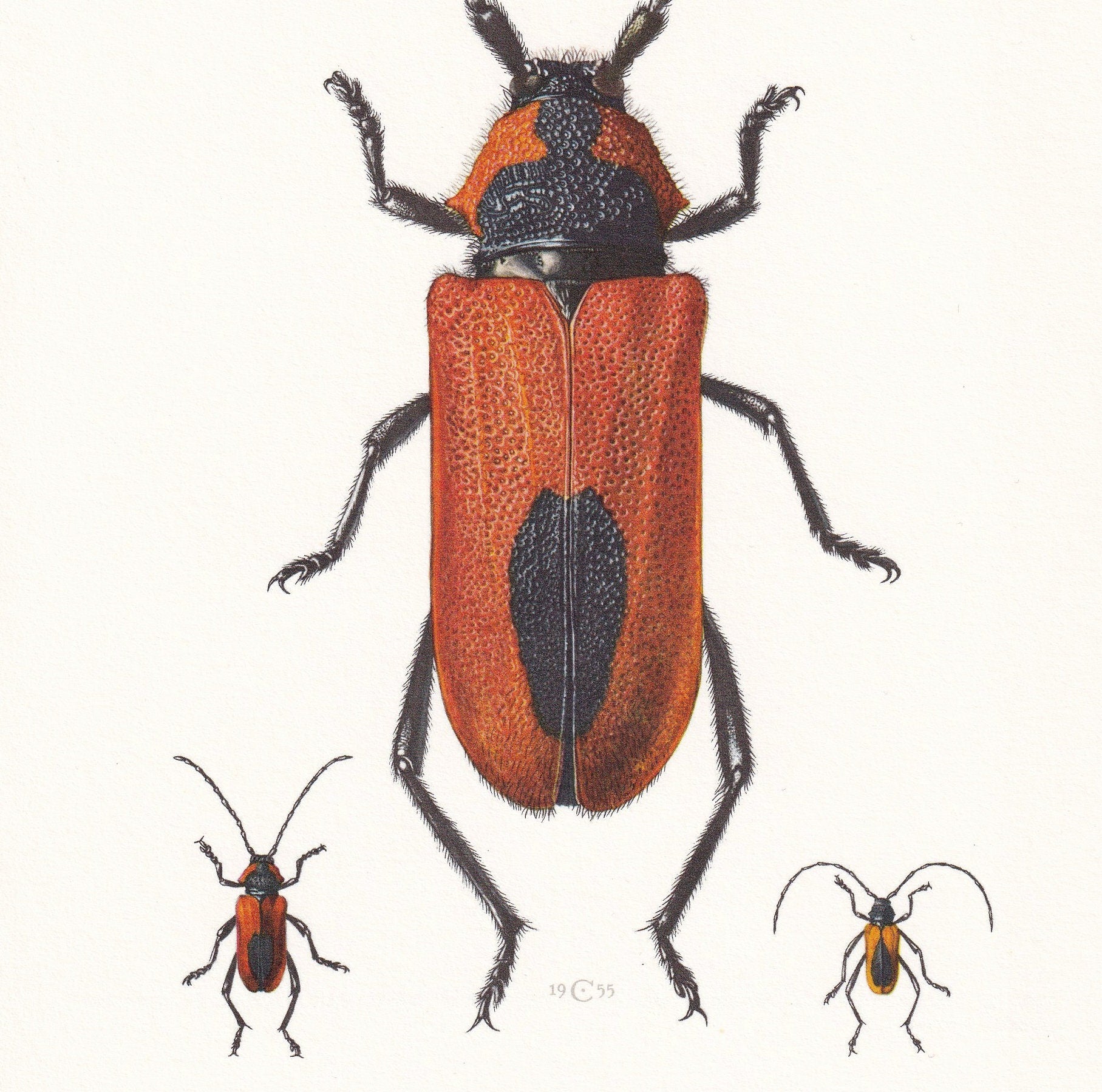 1960 LONGHORN BEETLE Print - Purpuricenus Kaehleri - Vintage Insect Print - Insect Wall Art - Vintage Entomology Print - 7.5 