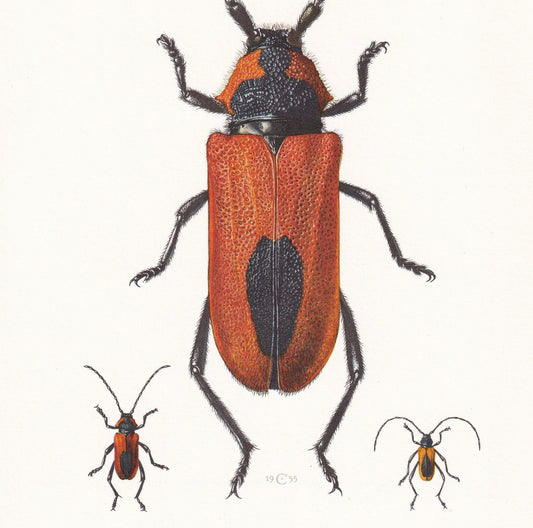 1960 LONGHORN BEETLE Print - Purpuricenus Kaehleri - Vintage Insect Print - Insect Wall Art - Vintage Entomology Print - 7.5 