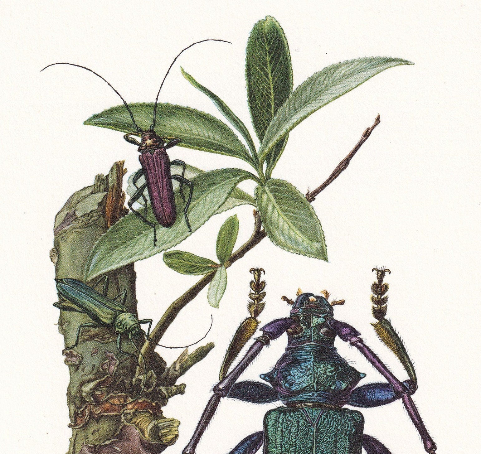 1960 MUSK BEETLE Print - Vintage Insect Print - Bugs Illustration - Insect Wall Art - Vintage Entomology Print - 7.5 x 10.6 Inches