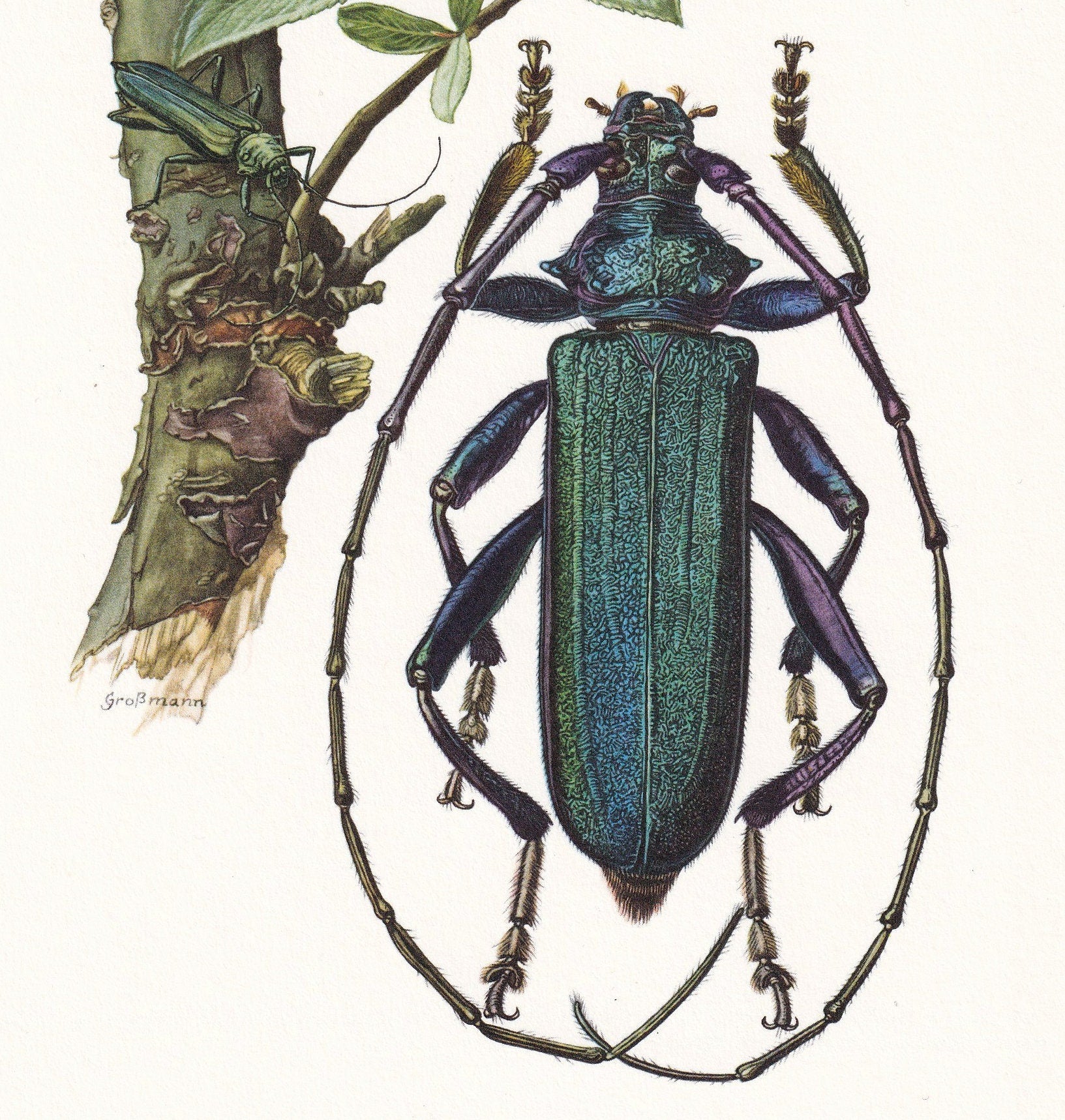 1960 MUSK BEETLE Print - Vintage Insect Print - Bugs Illustration - Insect Wall Art - Vintage Entomology Print - 7.5 x 10.6 I