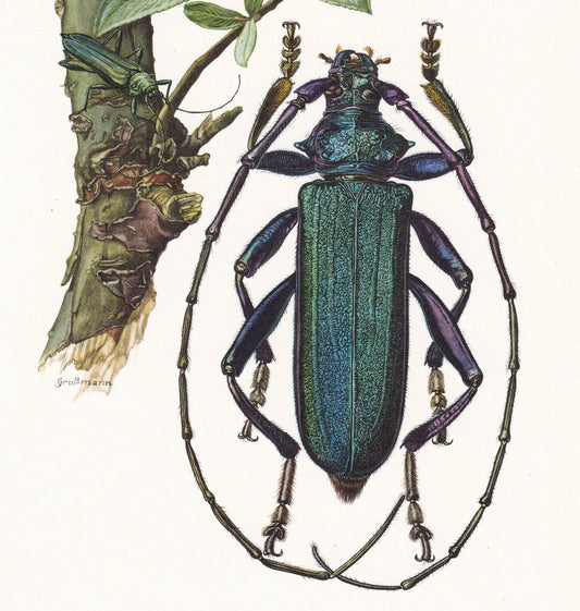 1960 MUSK BEETLE Print - Vintage Insect Print - Bugs Illustration - Insect Wall Art - Vintage Entomology Print - 7.5 x 10.6 I