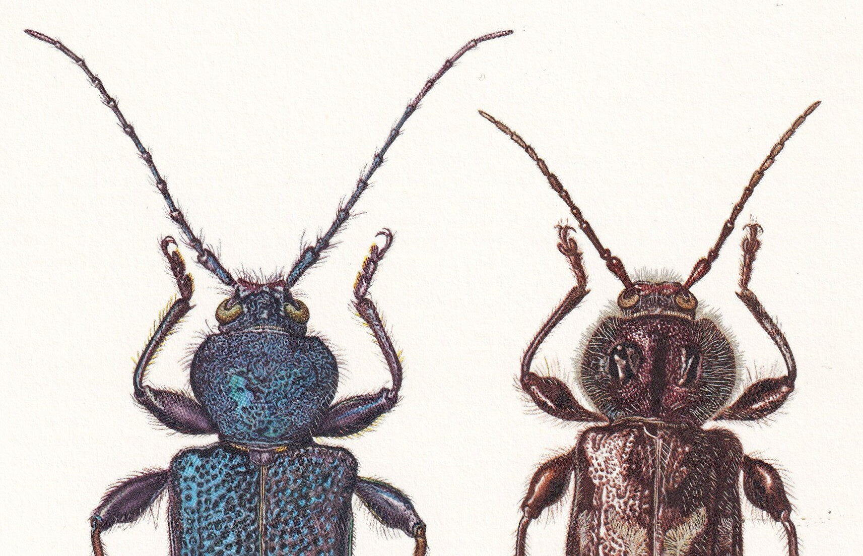 1960 LONGHORN BEETLE & Tanbark Beetle Print - Vintage Insect Print - Insect Wall Art - Vintage Entomology Print - 7.5 x 10.6 