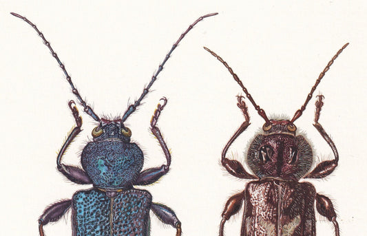 1960 LONGHORN BEETLE & Tanbark Beetle Print - Vintage Insect Print - Insect Wall Art - Vintage Entomology Print - 7.5 x 10.6 