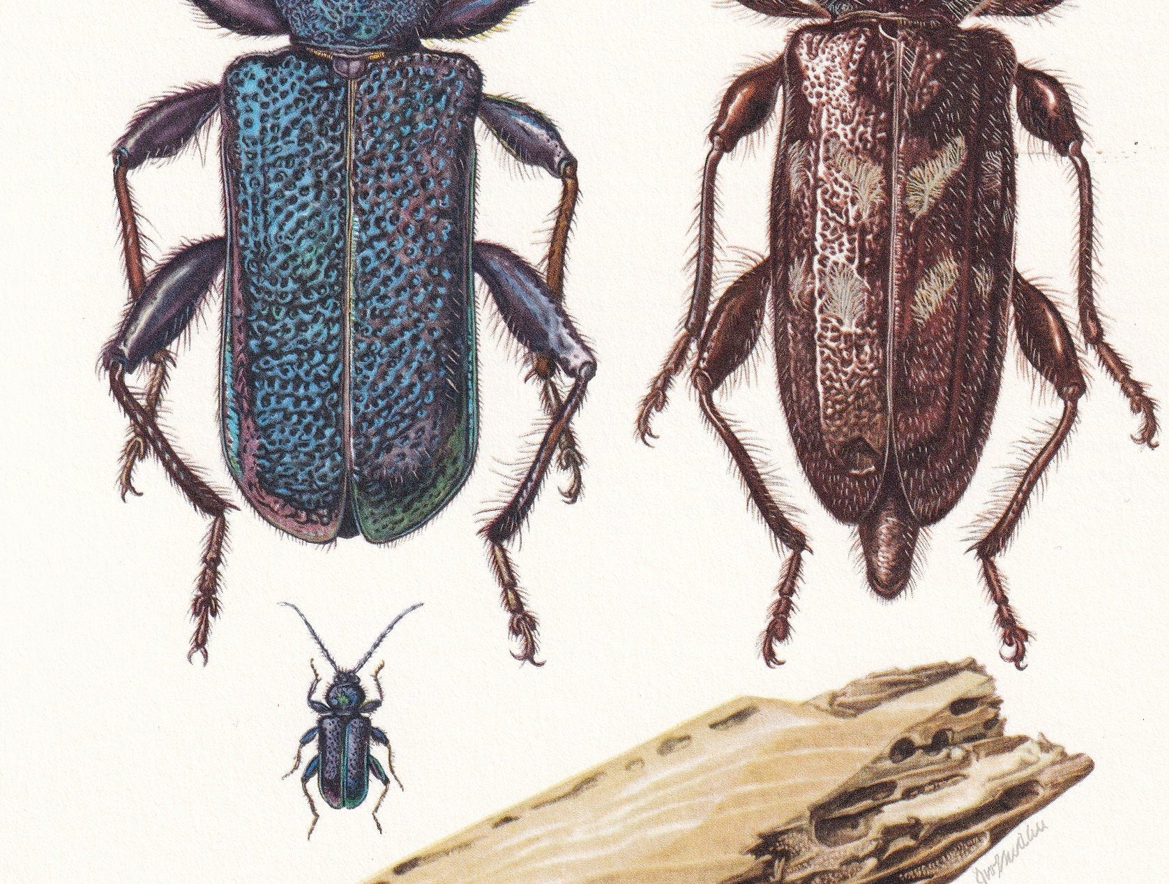 1960 LONGHORN BEETLE & Tanbark Beetle Print - Vintage Insect Print - Insect Wall Art - Vintage Entomology Print - 7.5 x 10.6 