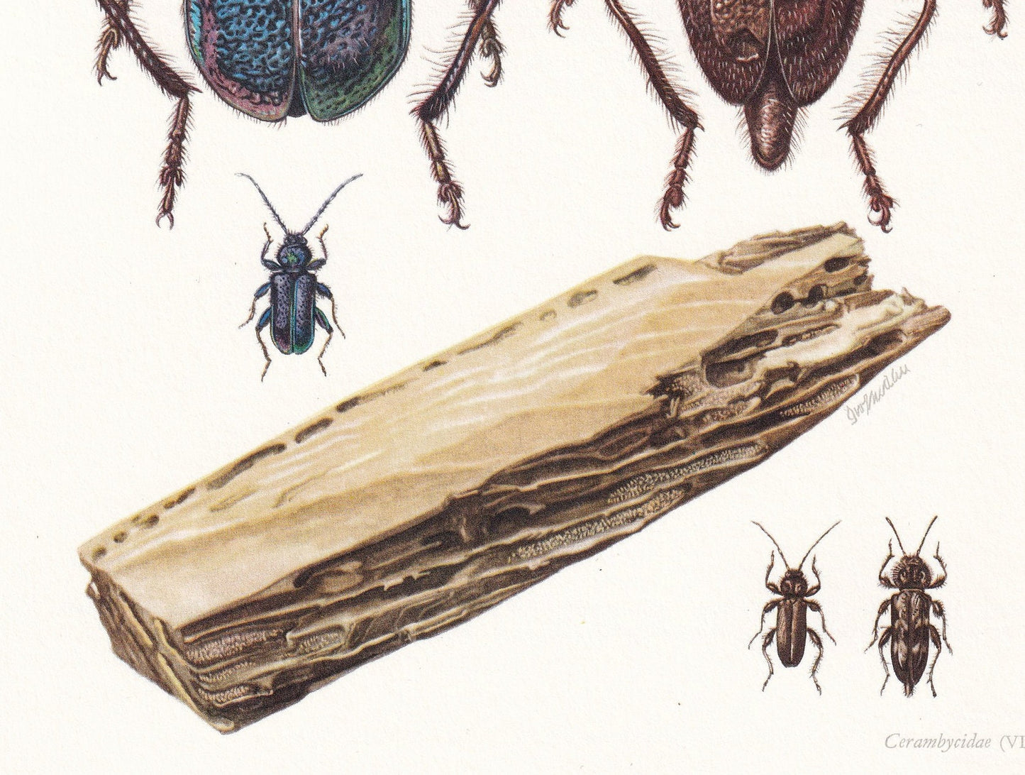1960 LONGHORN BEETLE & Tanbark Beetle Print - Vintage Insect Print - Insect Wall Art - Vintage Entomology Print - 7.5 x 10.6 
