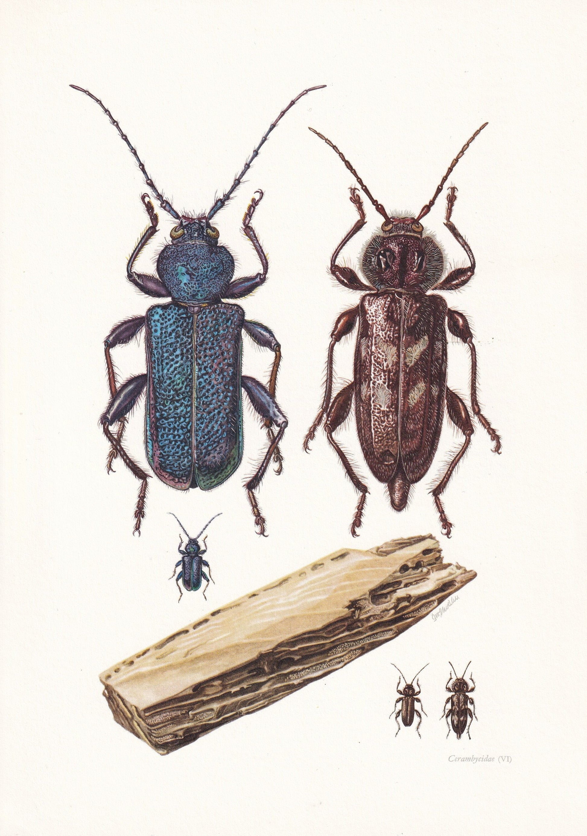 1960 LONGHORN BEETLE & Tanbark Beetle Print - Vintage Insect Print - Insect Wall Art - Vintage Entomology Print - 7.5 x 10.6 