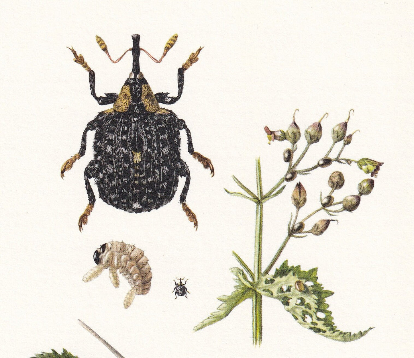 1960 SNOUT WEEVIL Print - Vintage Insect Print - Bug Illustration - Insect Wall Art - Vintage Entomology Print - 7.5 x 10.6 I