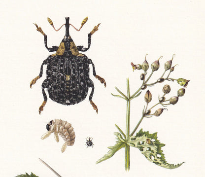 1960 SNOUT WEEVIL Print - Vintage Insect Print - Bug Illustration - Insect Wall Art - Vintage Entomology Print - 7.5 x 10.6 I