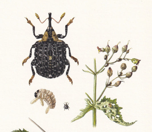 1960 SNOUT WEEVIL Print - Vintage Insect Print - Bug Illustration - Insect Wall Art - Vintage Entomology Print - 7.5 x 10.6 I