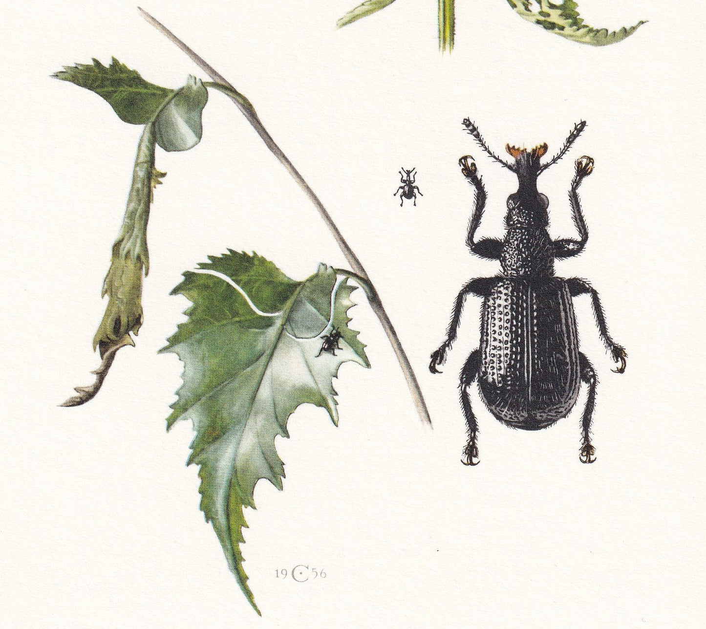 1960 SNOUT WEEVIL Print - Vintage Insect Print - Bug Illustration - Insect Wall Art - Vintage Entomology Print - 7.5 x 10.6 I
