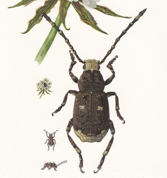 1960 FUNGUS WEEVIL Print - Vintage Insect Print - Bug Illustration - Insect Wall Art - Vintage Entomology Print - 7.5 x 10.6 