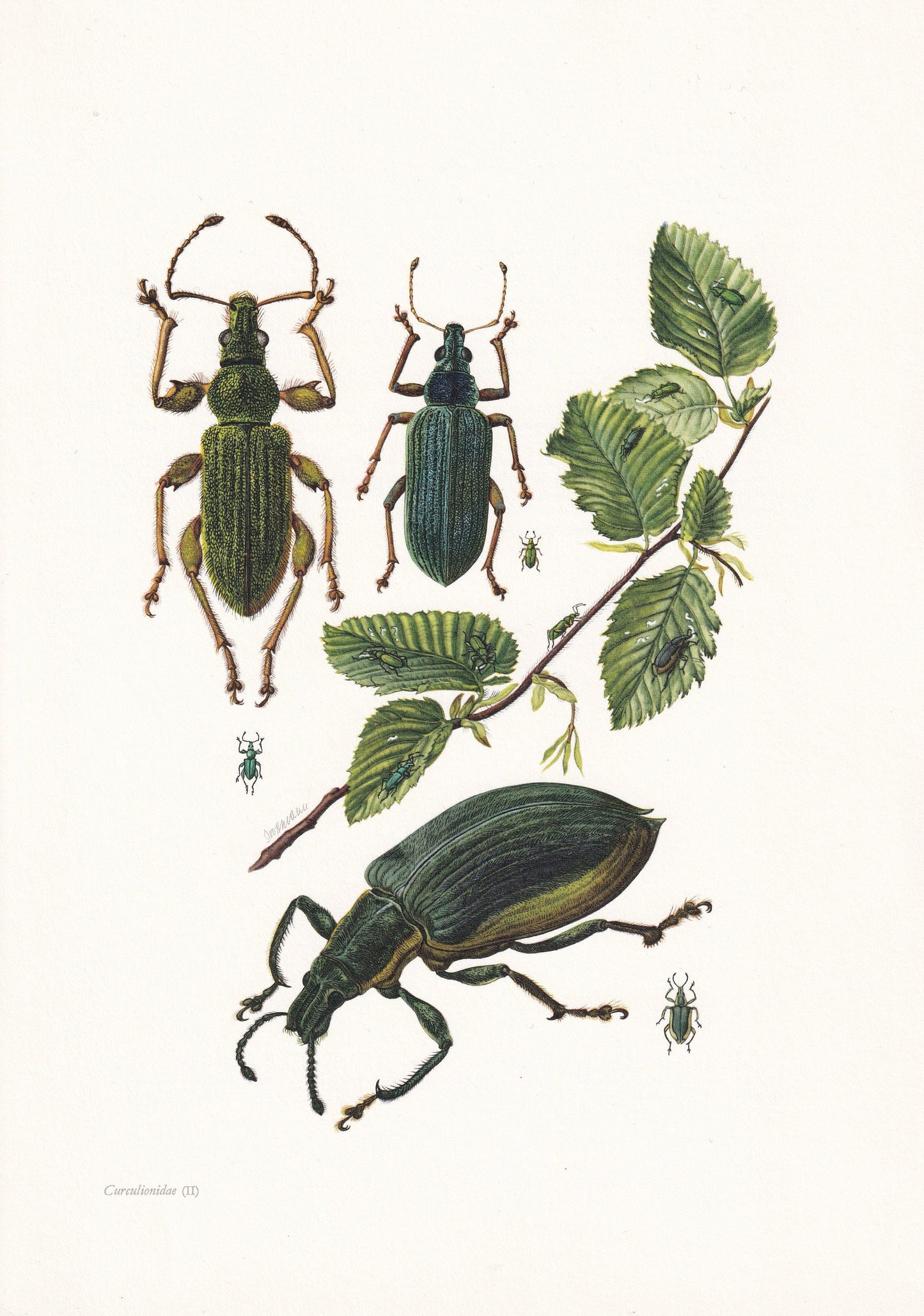 1960 TRUE WEEVIL Print - Vintage Insect Print - Bug Illustration - Insect Wall Art - Vintage Entomology Print - 7.5 x 10.6 In