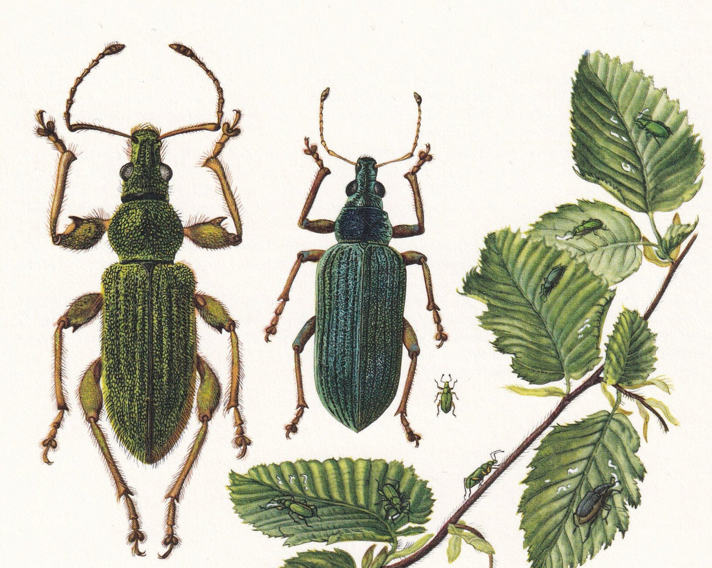 1960 TRUE WEEVIL Print - Vintage Insect Print - Bug Illustration - Insect Wall Art - Vintage Entomology Print - 7.5 x 10.6 In