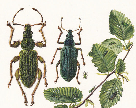 1960 TRUE WEEVIL Print - Vintage Insect Print - Bug Illustration - Insect Wall Art - Vintage Entomology Print - 7.5 x 10.6 In