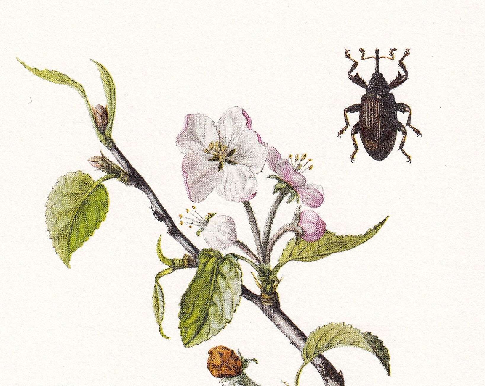 1960 WEEVILS SNOUT BEETLES Print - Vintage Insect Print - Bug Illustration - Insect Wall Art - Vintage Entomology Print - 7.5