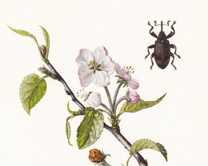 1960 WEEVILS SNOUT BEETLES Print - Vintage Insect Print - Bug Illustration - Insect Wall Art - Vintage Entomology Print - 7.5