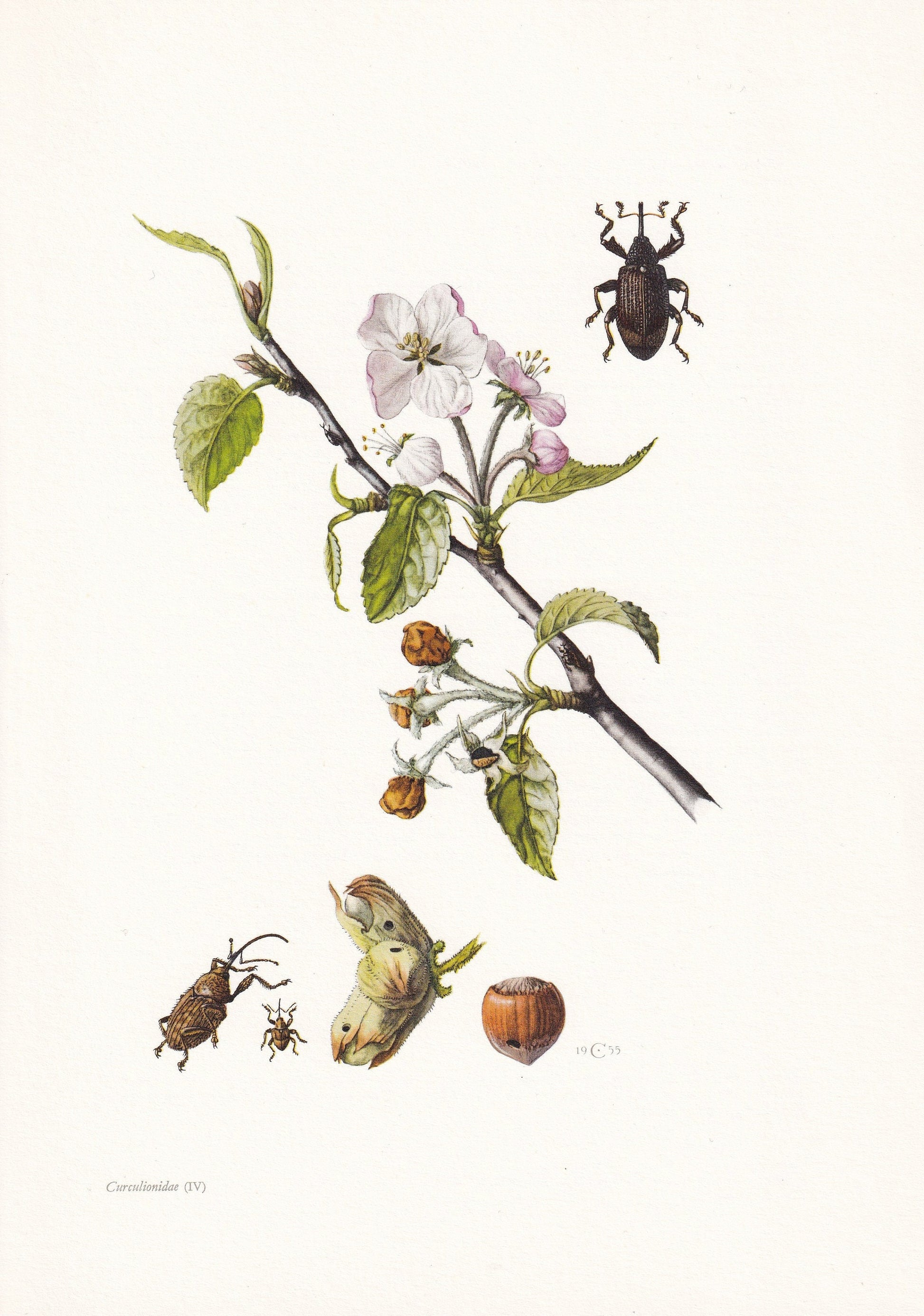1960 WEEVILS SNOUT BEETLES Print - Vintage Insect Print - Bug Illustration - Insect Wall Art - Vintage Entomology Print - 7.5