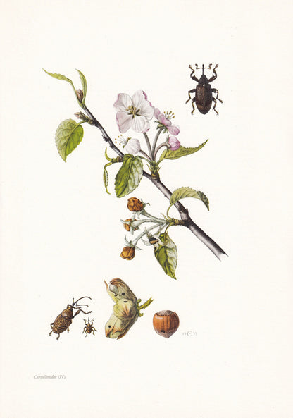 1960 WEEVILS SNOUT BEETLES Print - Vintage Insect Print - Bug Illustration - Insect Wall Art - Vintage Entomology Print - 7.5