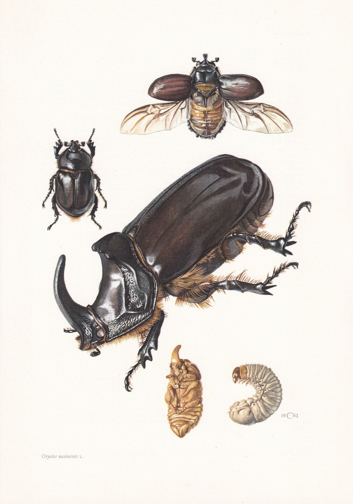 1960 RHINOCEROS BEETLE Print - Vintage Insect Print - Bug Illustration - Insect Wall Art - Vintage Entomology Print - 7.5 x 1