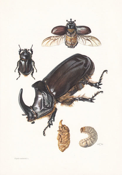 1960 RHINOCEROS BEETLE Print - Vintage Insect Print - Bug Illustration - Insect Wall Art - Vintage Entomology Print - 7.5 x 1