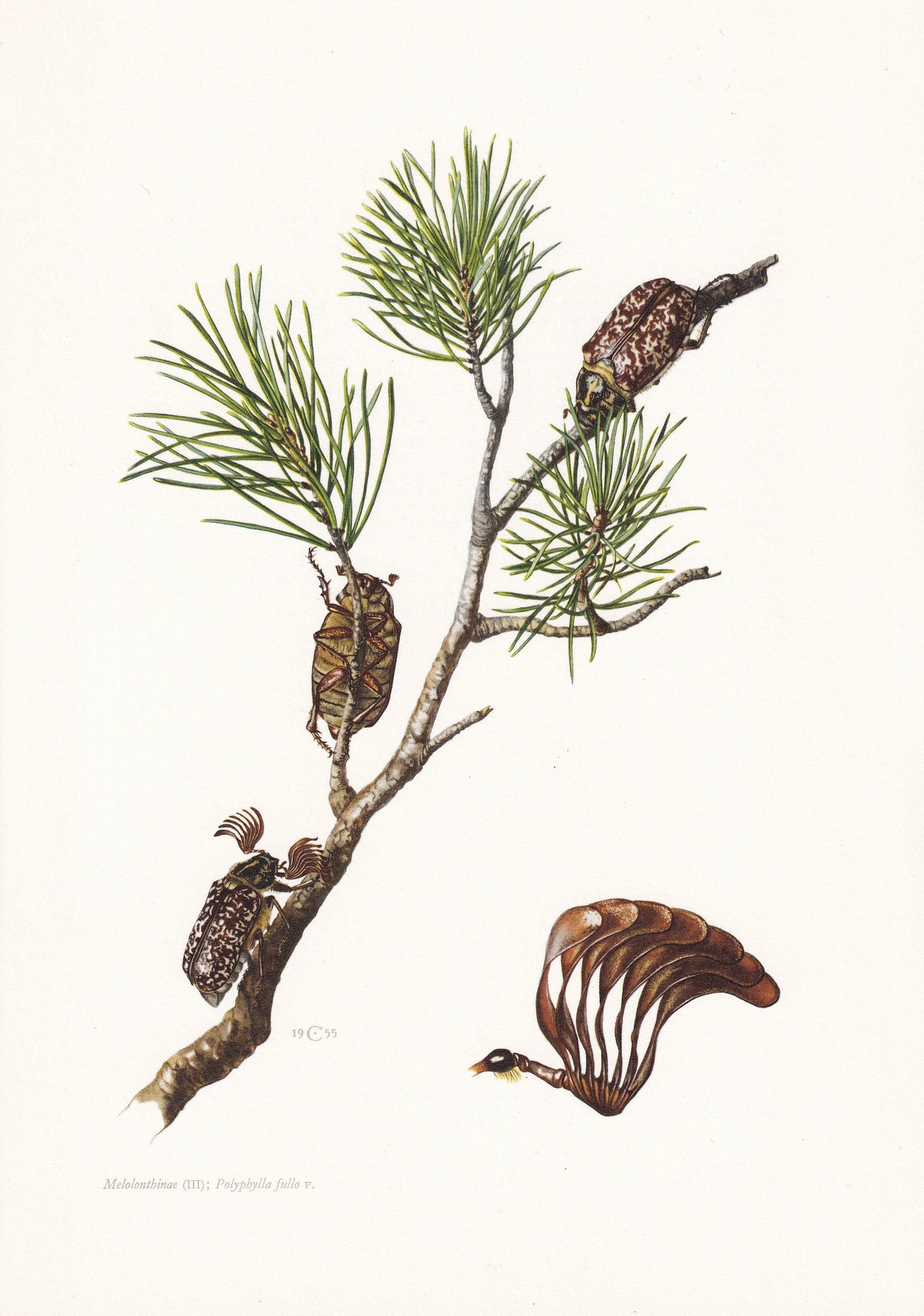 1960 PINE CHAFER BEETLE Print - Vintage Insect Print - Polyphylla fullo - Insect Wall Art - Vintage Entomology Print - 7.5 x 