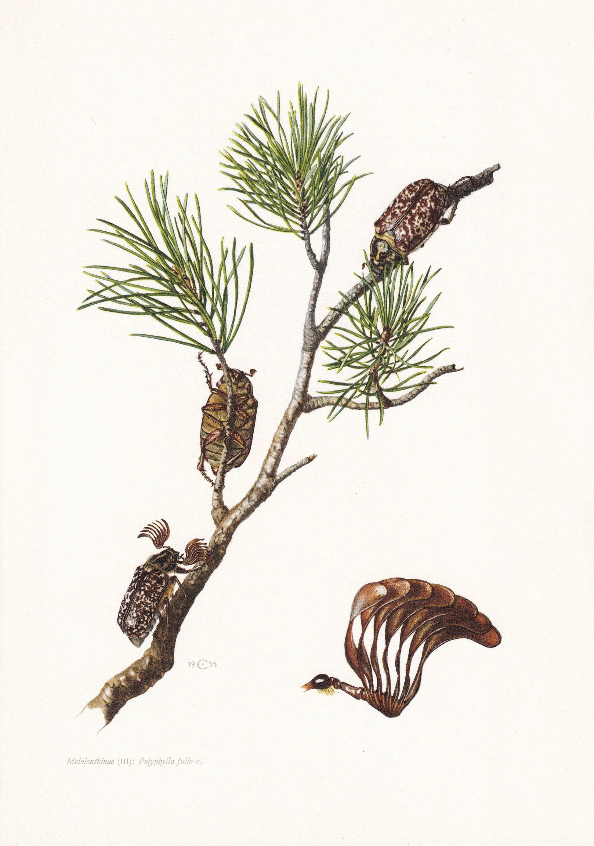 1960 PINE CHAFER BEETLE Print - Vintage Insect Print - Polyphylla fullo - Insect Wall Art - Vintage Entomology Print - 7.5 x 