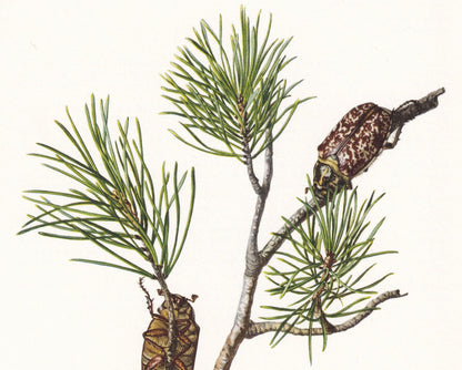 1960 PINE CHAFER BEETLE Print - Vintage Insect Print - Polyphylla fullo - Insect Wall Art - Vintage Entomology Print - 7.5 x 10.6 Inches