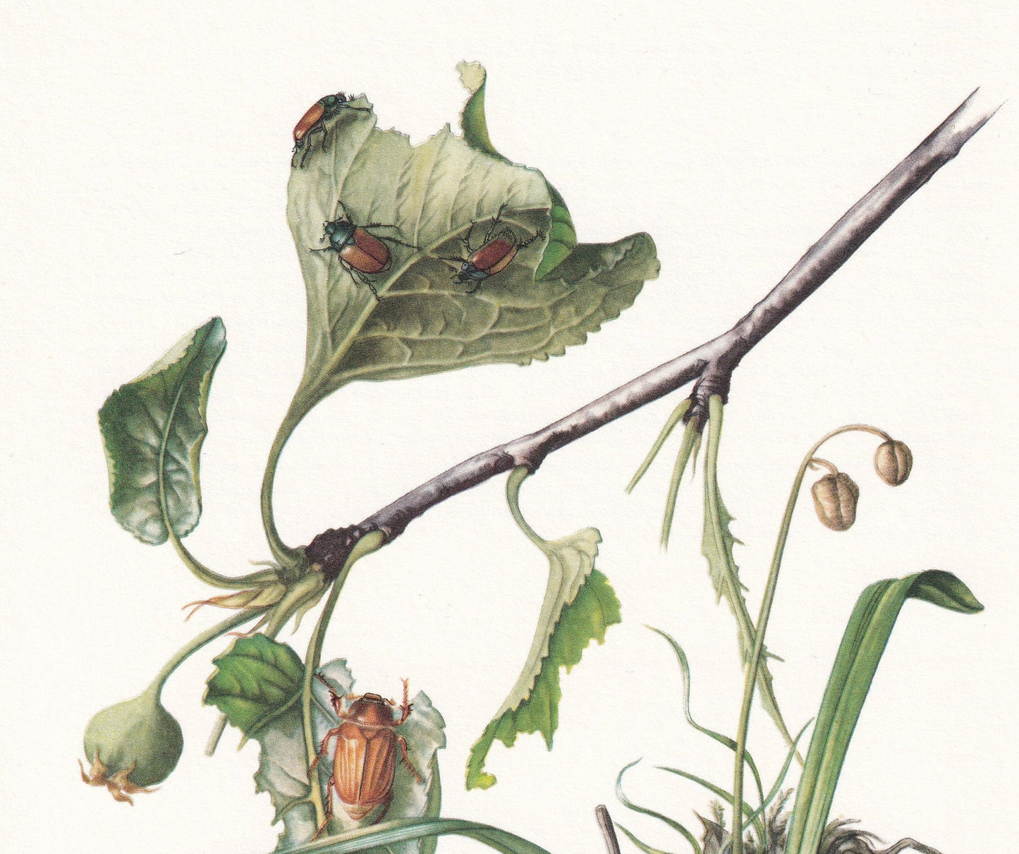 1960 SCARAB BEETLES Print - Vintage Insect Print - Bugs Illustration - Insect Wall Art - Vintage Entomology Print - 7.5 x 10.