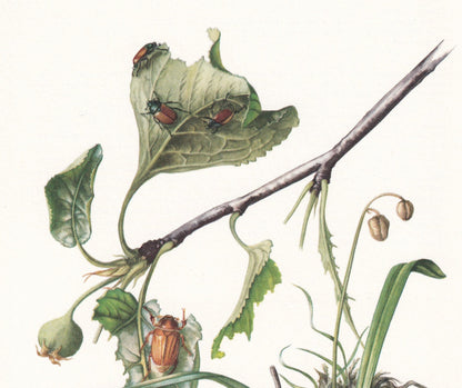 1960 SCARAB BEETLES Print - Vintage Insect Print - Bugs Illustration - Insect Wall Art - Vintage Entomology Print - 7.5 x 10.