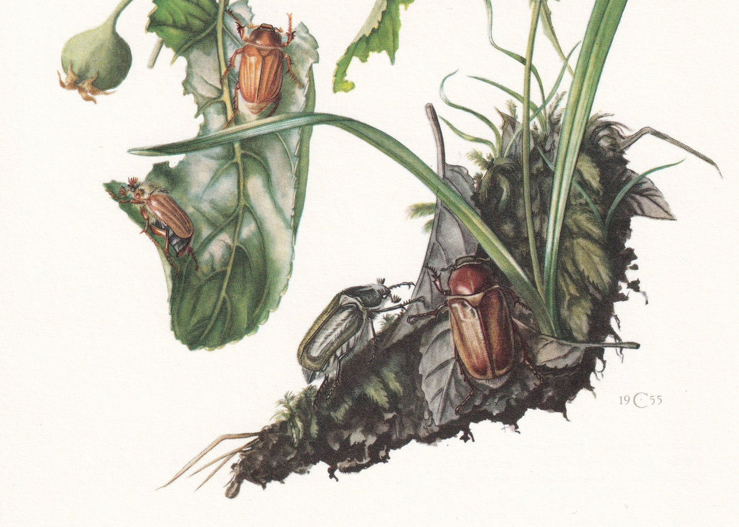 1960 SCARAB BEETLES Print - Vintage Insect Print - Bugs Illustration - Insect Wall Art - Vintage Entomology Print - 7.5 x 10.