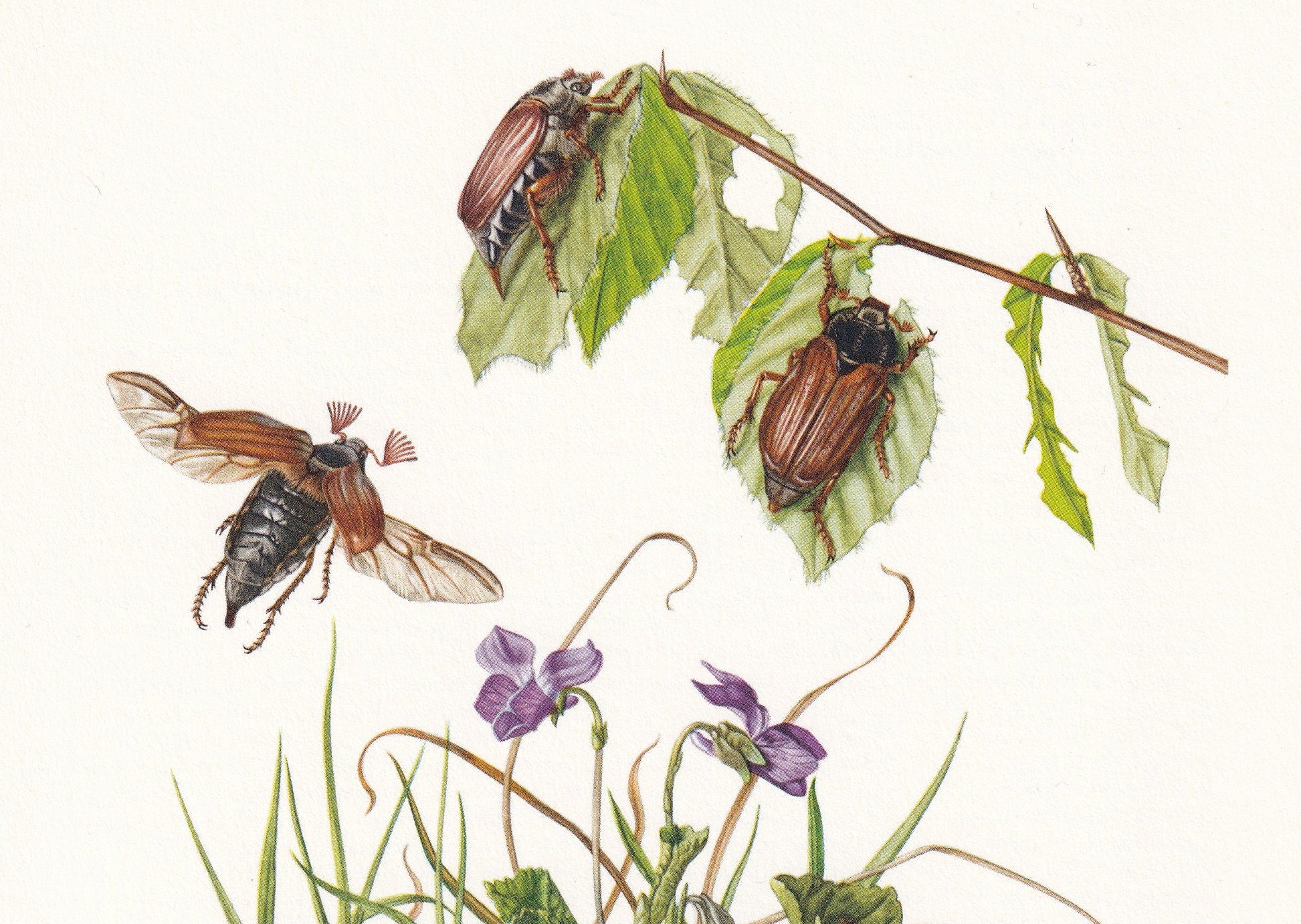 1960 COCKCHAFER aka MAYBUG Print - Vintage Insect Print - Bugs Illustration - Insect Wall Art - Vintage Entomology Print - 63