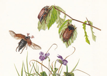 1960 COCKCHAFER aka MAYBUG Print - Vintage Insect Print - Bugs Illustration - Insect Wall Art - Vintage Entomology Print - 63