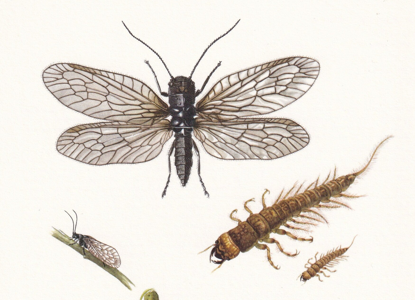 1960 ALDER FLY & Sisyra Fly Print - Vintage Insect Print - Bugs Illustration - Insect Wall Art - Vintage Entomology Print - 6