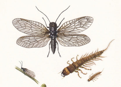 1960 ALDER FLY & Sisyra Fly Print - Vintage Insect Print - Bugs Illustration - Insect Wall Art - Vintage Entomology Print - 6