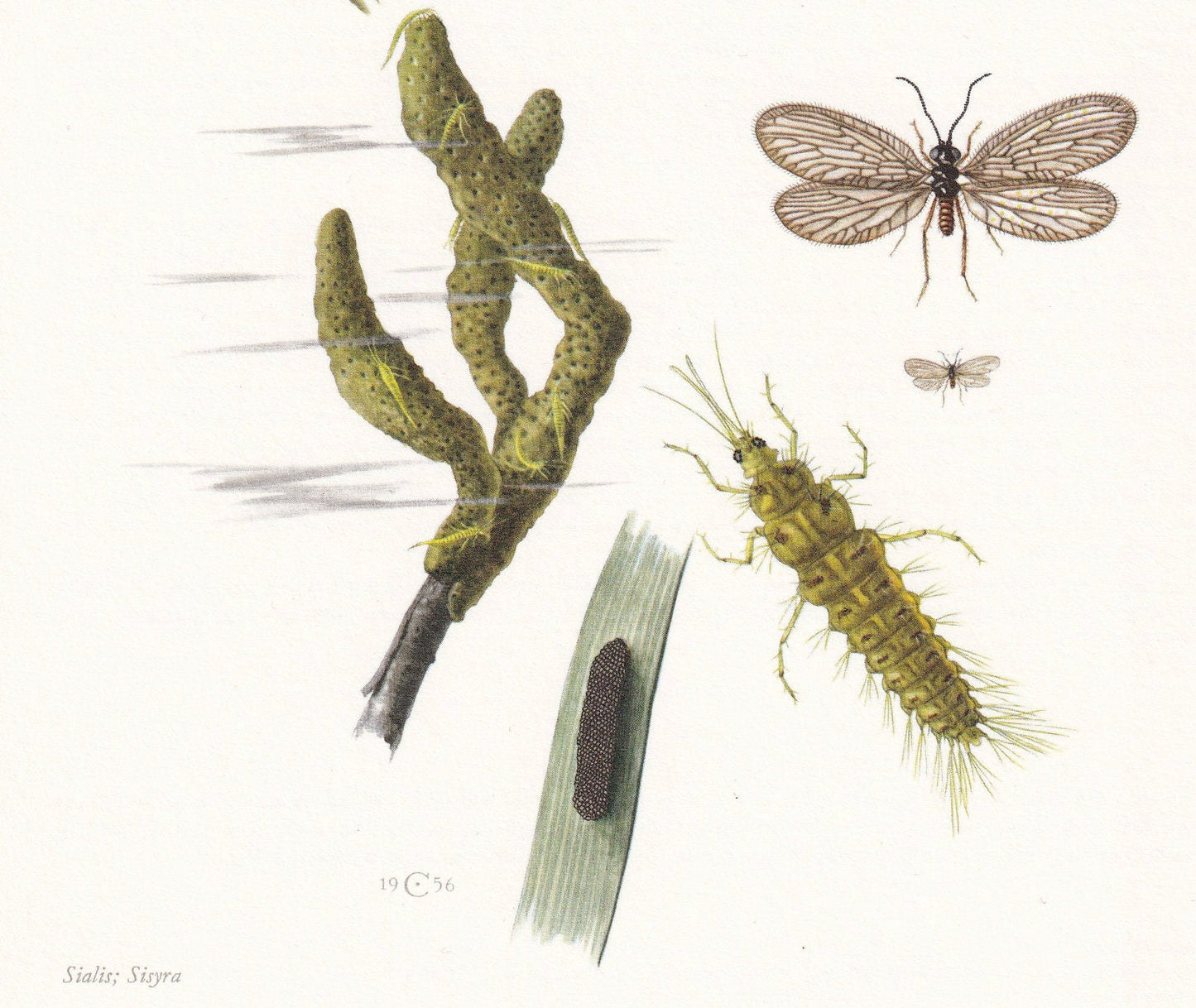 1960 ALDER FLY & Sisyra Fly Print - Vintage Insect Print - Bugs Illustration - Insect Wall Art - Vintage Entomology Print - 6