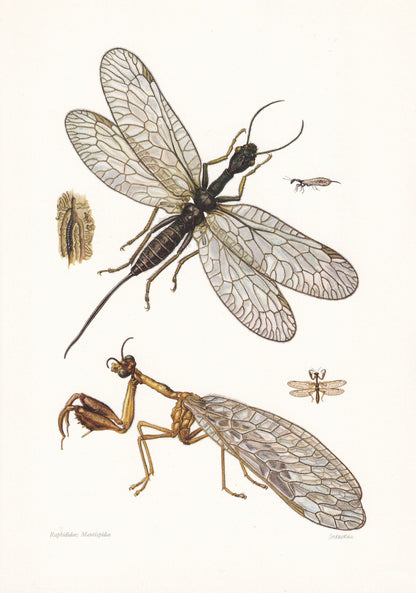 1960 SNAKEFLY & LACEWING Print - Vintage Insect Print - Bugs Illustration - Insect Wall Art - Vintage Entomology Print - 7.5 
