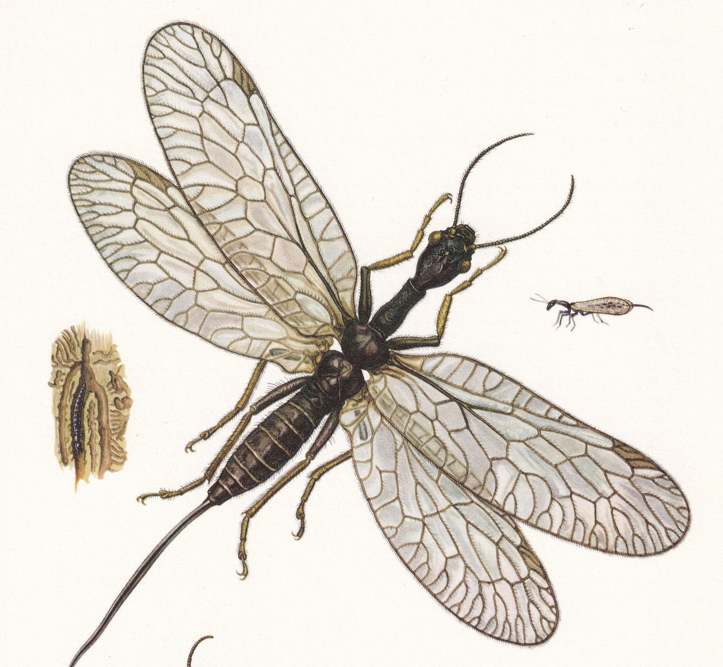 1960 SNAKEFLY & LACEWING Print - Vintage Insect Print - Bugs Illustration - Insect Wall Art - Vintage Entomology Print - 7.5 