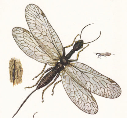 1960 SNAKEFLY & LACEWING Print - Vintage Insect Print - Bugs Illustration - Insect Wall Art - Vintage Entomology Print - 7.5 